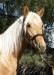 palomino2.jpg